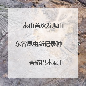 泰山首次发现山东省昆虫新记录种——香椿巴木虱